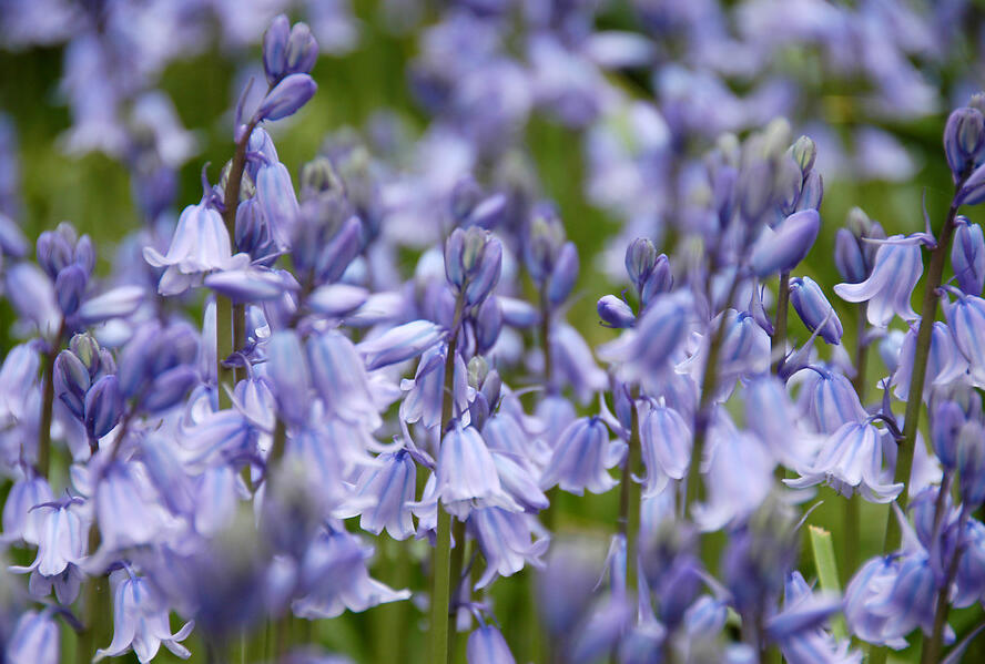 Hyacintovec španělský 'Blue' - Hyacinthoides hispanica 'Blue'
