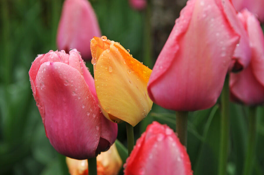 Tulipán Darwin hybrid 'Pink Impression' - Tulipa Darwin hybrid 'Pink Impression'