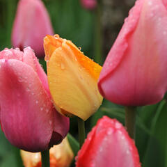 Tulipán Darwin hybrid 'Pink Impression' - Tulipa Darwin hybrid 'Pink Impression'