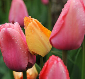 Tulipán Darwin hybrid 'Pink Impression' - Tulipa Darwin hybrid 'Pink Impression'