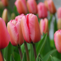 Tulipán Darwin hybrid 'Pink Impression' - Tulipa Darwin hybrid 'Pink Impression'