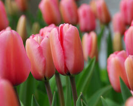 Tulipán Darwin hybrid 'Pink Impression'