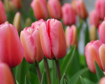 Tulipán Darwin hybrid 'Pink Impression'