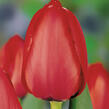 Tulipán Darwin hybrid 'Red Impression'® - Tulipa Darwin hybrid 'Red Impression'®