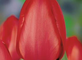 Tulipán Darwin hybrid 'Red Impression'® - Tulipa Darwin hybrid 'Red Impression'®