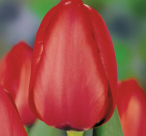 Tulipán Darwin hybrid 'Red Impression'® - Tulipa Darwin hybrid 'Red Impression'®
