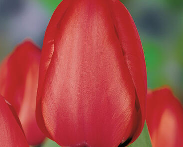 Tulipán Darwin hybrid 'Red Impression'®