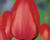 Tulipán Darwin hybrid 'Red Impression'®