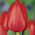 tulipan-darwin-hybrid-red-impression.jpg