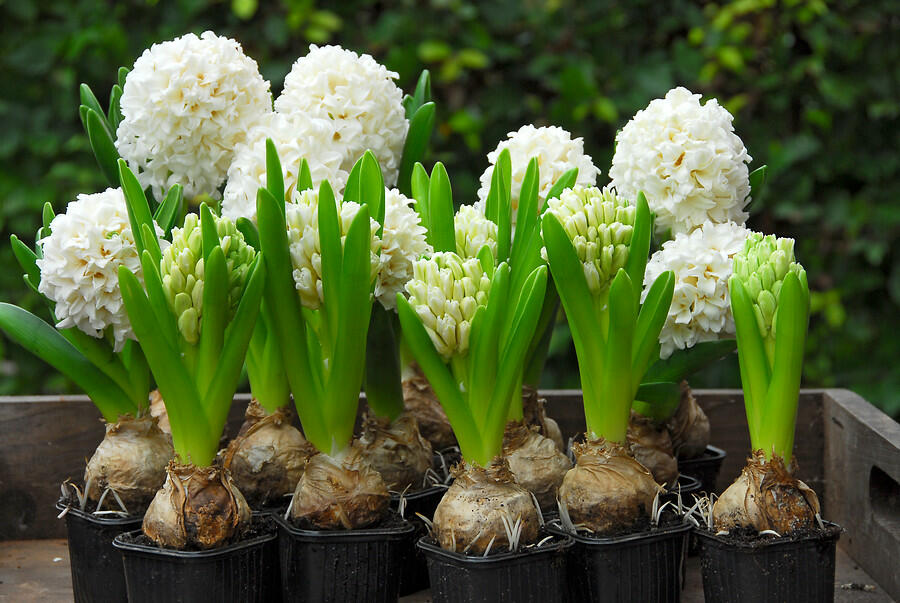 Hyacint 'Carnegie' - Hyacinthus 'Carnegie'