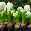 Hyacint 'Carnegie' - Hyacinthus 'Carnegie'