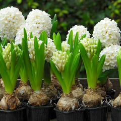 Hyacint 'Carnegie' - Hyacinthus 'Carnegie'