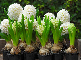 Hyacint 'Carnegie' - Hyacinthus 'Carnegie'