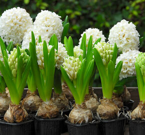 Hyacint 'Carnegie' - Hyacinthus 'Carnegie'