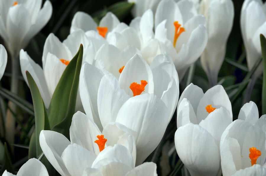 Krokus, šafrán 'Jeanne d' Arc' - Crocus 'Jeanne d' Arc'