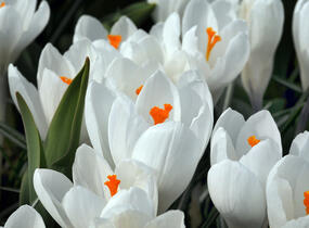 Krokus, šafrán 'Jeanne d' Arc' - Crocus 'Jeanne d' Arc'