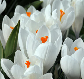 Krokus, šafrán 'Jeanne d' Arc' - Crocus 'Jeanne d' Arc'