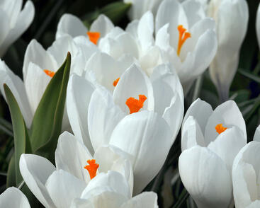 Krokus, šafrán 'Jeanne d' Arc'