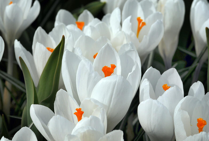 Krokus, šafrán 'Jeanne d' Arc' - Crocus 'Jeanne d' Arc'