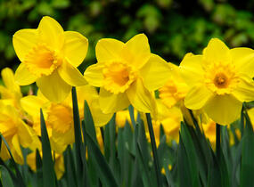 Narcis velkokorunný 'Carlton' - Narcissus Large Cupped 'Carlton'