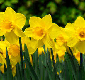 Narcis velkokorunný 'Carlton' - Narcissus Large Cupped 'Carlton'