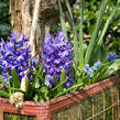 Hyacint 'Blue Jacket' - Hyacinthus 'Blue Jacket'