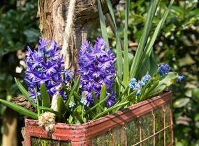 Hyacint 'Blue Jacket' - Hyacinthus 'Blue Jacket'