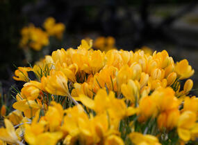 Krokus, šafrán 'Golden Yellow' - Crocus 'Golden Yellow'