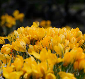 Krokus, šafrán 'Golden Yellow' - Crocus 'Golden Yellow'