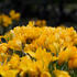 krokus-safran-golden-yellow.jpg