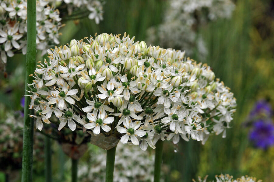 Česnek černý - Allium nigrum