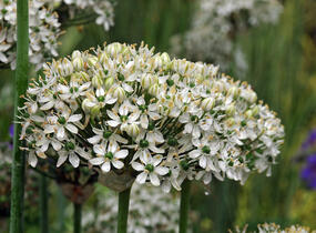 Česnek černý - Allium nigrum