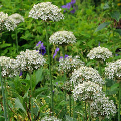 Česnek černý - Allium nigrum