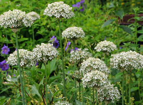Česnek černý - Allium nigrum