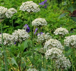 Okrasný česnek černý - Allium nigrum