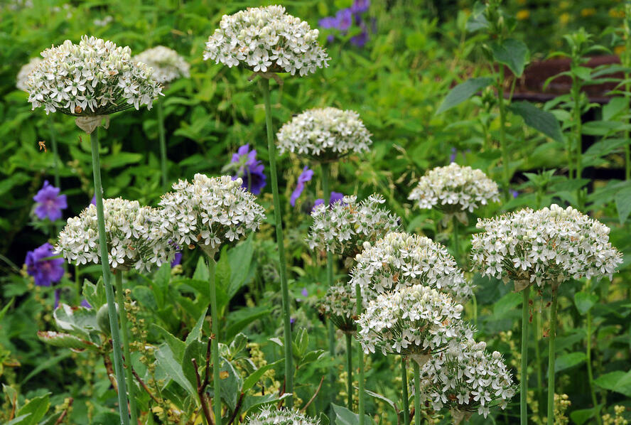Česnek černý - Allium nigrum