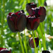 Tulipán pozdní 'Queen of Night' - Tulipa Single Late 'Queen of Night'