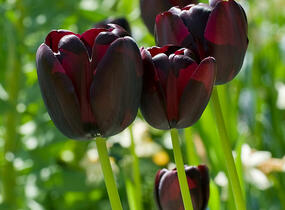 Tulipán jednoduchý pozdní 'Queen of Night' - Tulipa Single Late 'Queen of Night'