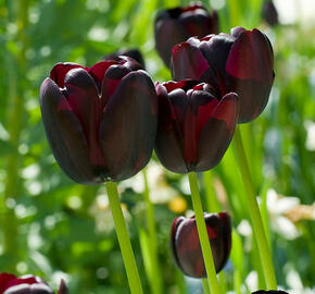 Tulipán pozdní 'Queen of Night' - Tulipa Single Late 'Queen of Night'
