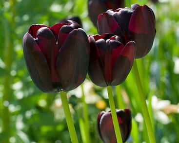 Tulipán jednoduchý pozdní 'Queen of Night'