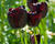 Tulipán jednoduchý pozdní 'Queen of Night'