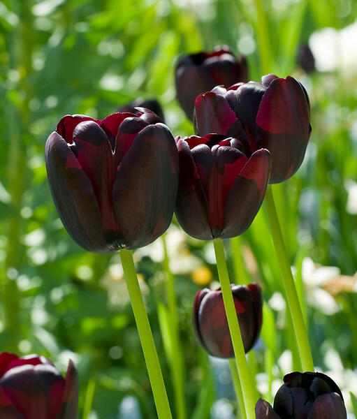 Tulipán jednoduchý pozdní 'Queen of Night' - Tulipa Single Late 'Queen of Night'