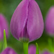 Tulipán Triumph 'Negrita' - Tulipa Triumph 'Negrita'