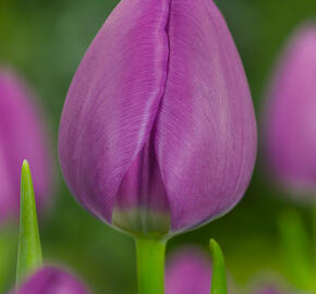 Tulipán Triumph 'Negrita' - Tulipa Triumph 'Negrita'