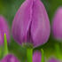 tulipan-triumph-negrita.jpg