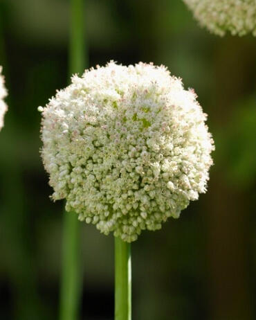 Okrasný česnek 'White Cloud' - Allium 'White Cloud'
