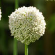 Okrasný česnek 'White Cloud' - Allium 'White Cloud'