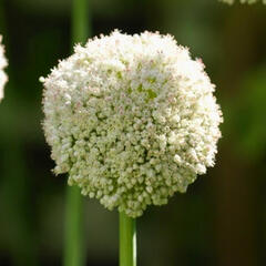 Česnek 'White Cloud' - Allium 'White Cloud'