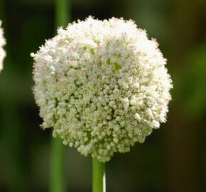 Okrasný česnek 'White Cloud' - Allium 'White Cloud'