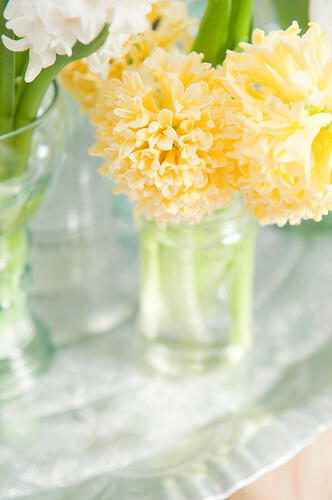 Hyacint 'Yellowstone' - Hyacinthus 'Yellowstone'